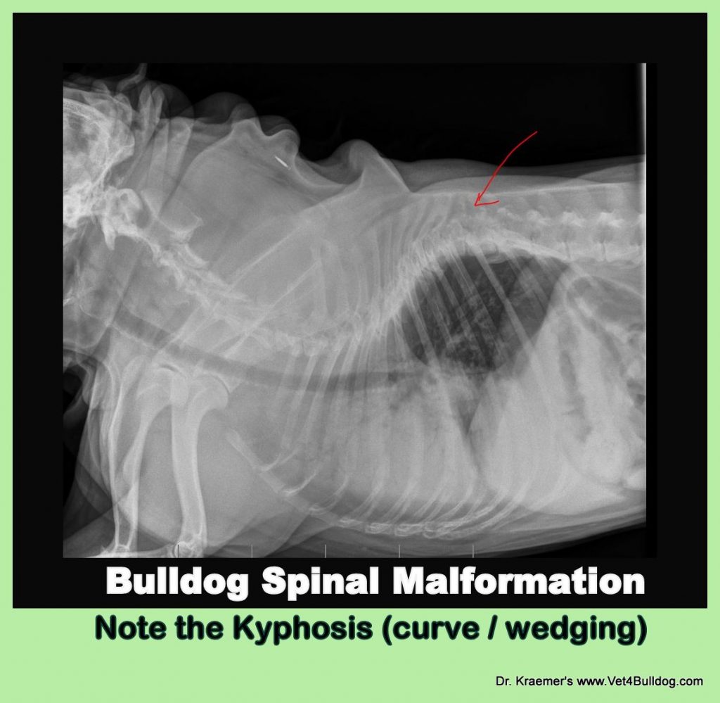 English bulldog with very loose hip joints struggle to walk