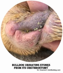 bulldog urinating stones from a urethrostomy
