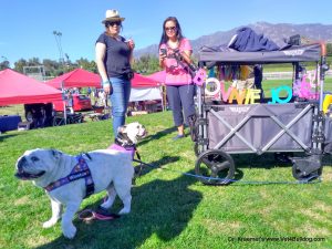 For bulldogs and French Bulldogs who have difficulties breathing and walking a wagon should be provided