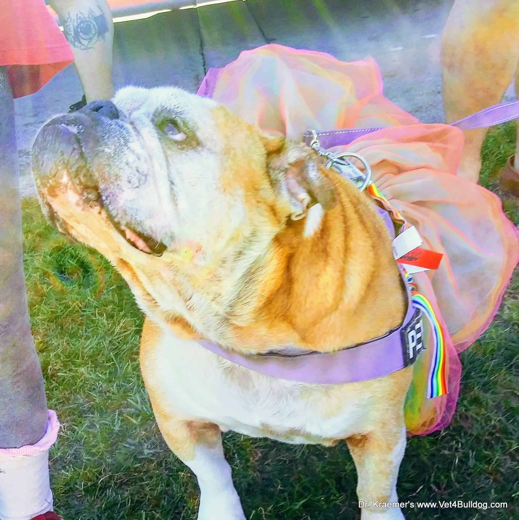 SCBR Bulldog and French Bulldog Derby At Santa Anita Race Track