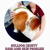 bulldog dry crusty infected skin problem