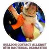bulldog infected itchy red belly contact allergy