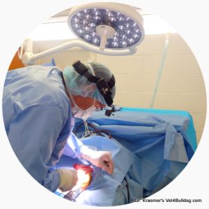 bulldog anesthesia surgeon safety