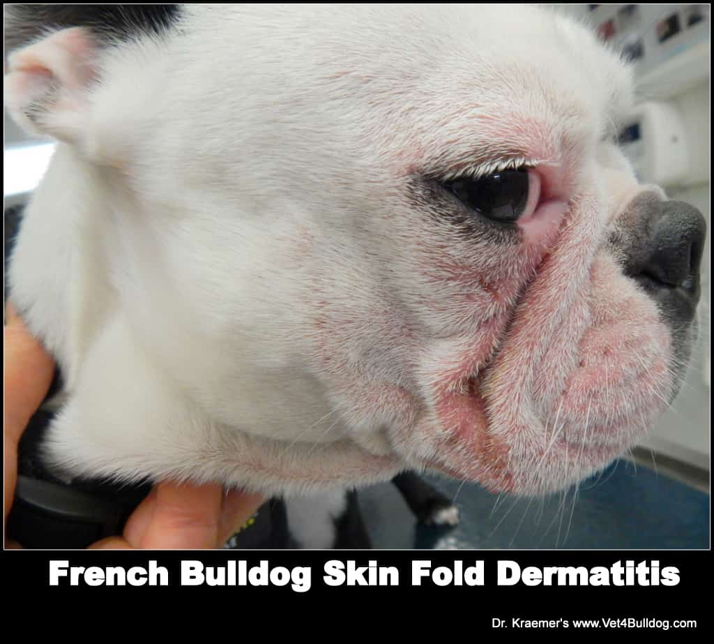 SkinCoat in Bulldogs and French Bulldogs Dermatitis