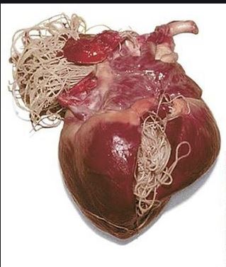 Heartworm Disease in Bulldog heart and heart vessles
