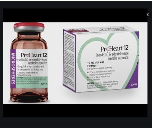 BULLDOG AND FRENCH BULLDOG HEARTWORM DISEASE
