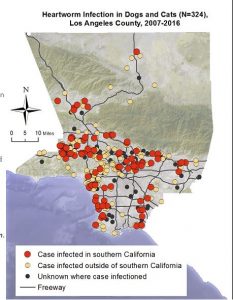 Heartworm Disease in Bulldogs and French Bulldogs