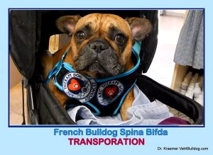 Transporation of Spina Bifida in Bulldogs and French Bulldogs