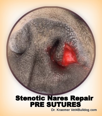 Stenotic Pinched Nose in Bulldogs and French Bulldogs Wedge cut