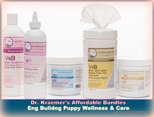 English bulldog and The English Bulldog Puppy WELLNESS