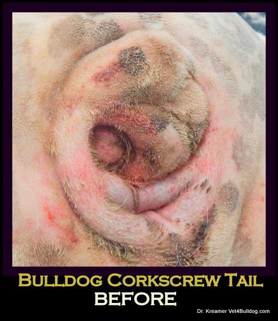 Tail Pocket Skin Fold Dermatitis in bulldogs pre op surgery