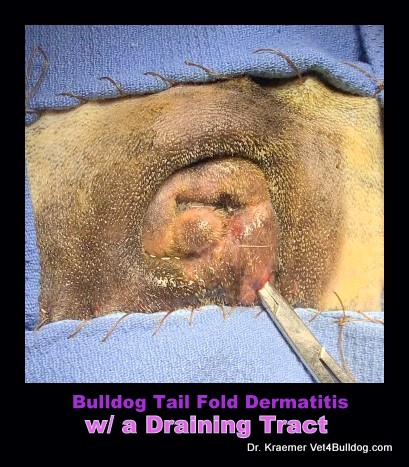 Bulldogs and French Bulldogs Tail Pocket Skin Fold Dermatitis draining tract