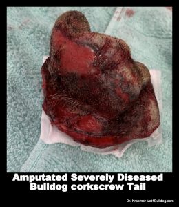 Bulldogs and French Bulldogs Tail Pocket Skin Fold Dermatitis post op