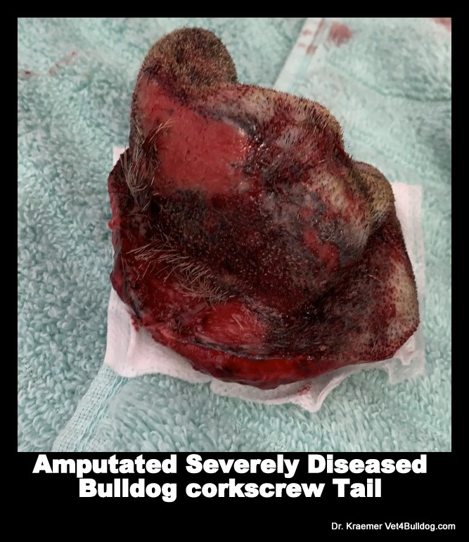 Bulldogs and French Bulldogs Tail Pocket Skin Fold Dermatitis