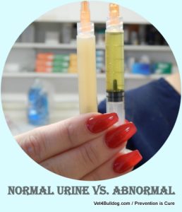 cloudily infected urine