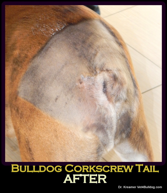 Bulldogs and French Bulldogs Tail Pocket Infection post op