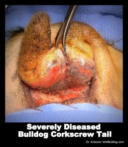 Bulldogs and French Bulldogs Tail Pocket Skin Fold Dermatitis