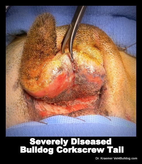 Bulldogs and French Bulldogs Tail Pocket Skin Fold Dermatitis