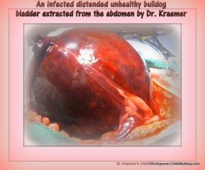 Urinary Stones in Bulldogs and French Bulldogs bladder surgery