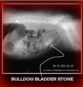 Urinary Stones in Bulldogs and French Bulldogs radiographs