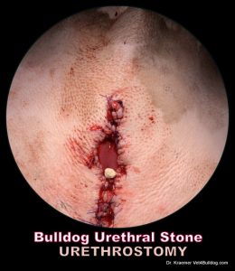 Urinary Stones in Bulldogs and French Bulldogs urethrostomy surgery