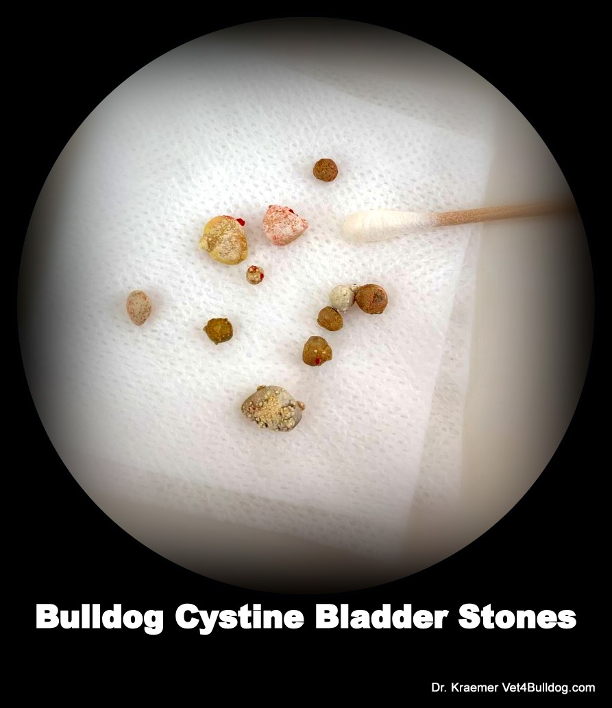 Urinary Stones in Bulldogs and French Bulldogs can be very painfull