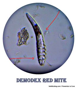 bulldog and French bulldog Demodex skin mite
