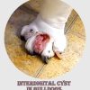 French Bulldog Painful paw Interdigital Cyst