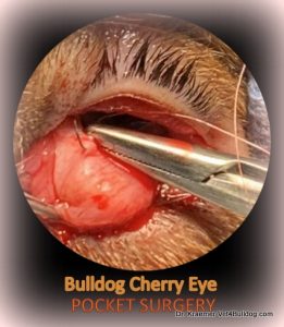 Cherry Eye in Bulldogs and French Bulldogs suture pockt