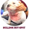 Bulldog receiving treatment; neck shows red, irritated skin. Text: BULLDOG HOT-SPOT.