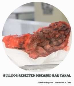bulldog resected diseased ear canal