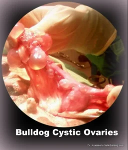 heat problems bulldog cystic ovaries