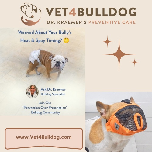 French bulldog heat cycle