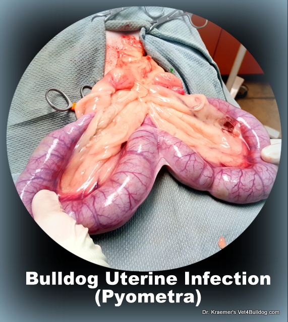 Spaying Bulldogs French Bulldog Puppies PYOMETRA