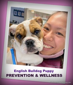 English bulldog and The English Bulldog Puppy WELLNESS EXAM
