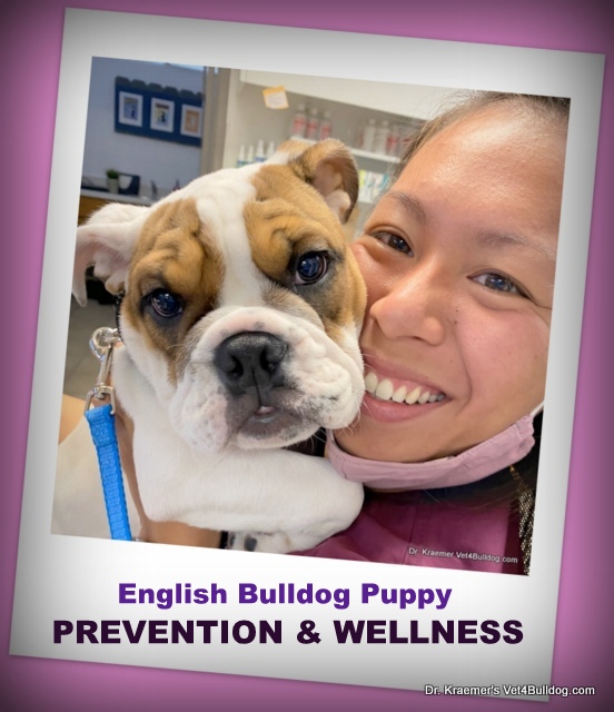 English bulldog and The English Bulldog Puppy WELLNESS EXAM