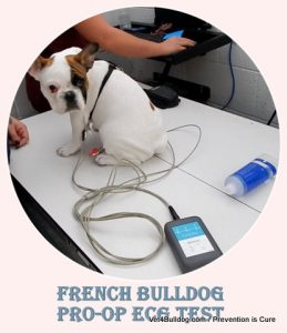 pre-op ECG test on French Bulldog Puppy