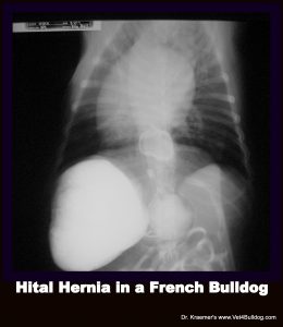 French Bulldog Puppy vomiting issue