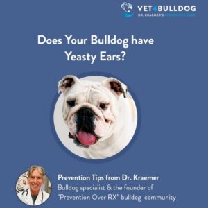Does your bulldog have yeasty ears