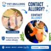 -bulldog-contact-allergy-preventive-care