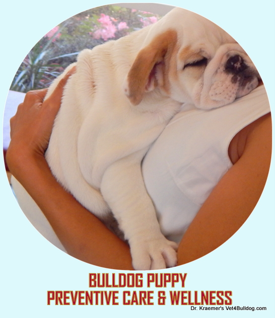 how to take care of english bulldog puppies