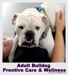 Adult Bulldog And French Bulldog Prevention