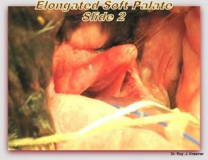 Bulldogs and French Bulldogs Breathing Problems elongated soft palate