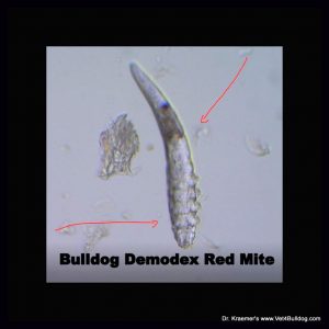 Answer for English Bulldog Skin Condition Problem