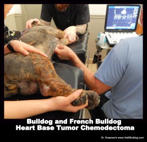 Answer for Chemodectoma in Bulldogs and French Bulldogs