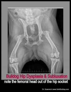 Answer for Bulldog and French Bulldog Hip dysplasia and Surgery