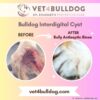 Bulldog Interdigital Cyst Before and After