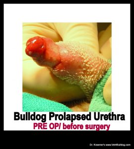 English Bulldog Bleeding Prolapse Urethra New Mexico