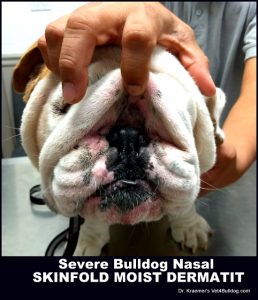 Nose rope infection in English bulldog puppy