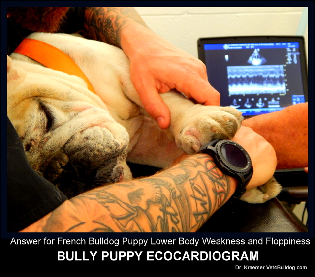 bulldog-puppy-with-congenital-heart-defect-ecocardiogram